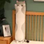 Variation picture for Gato2